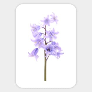 Bluebell Sticker